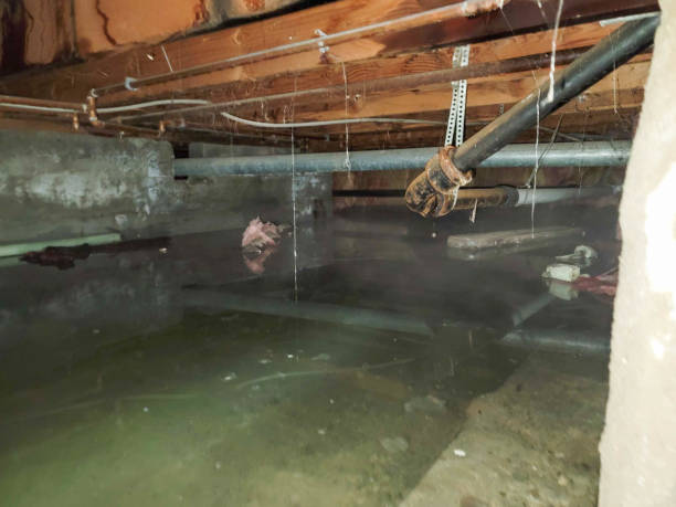 Best Water damage restoration near me  in Morgandale, OH