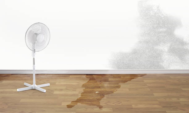 Best Mold removal after water damage  in Morgandale, OH